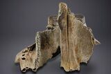 Woolly Mammoth Partial Skull w/ M & M Molars - North Sea #357060-5